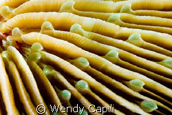 A hard coral up close, my first try on doing underwater a... by Wendy Capili 